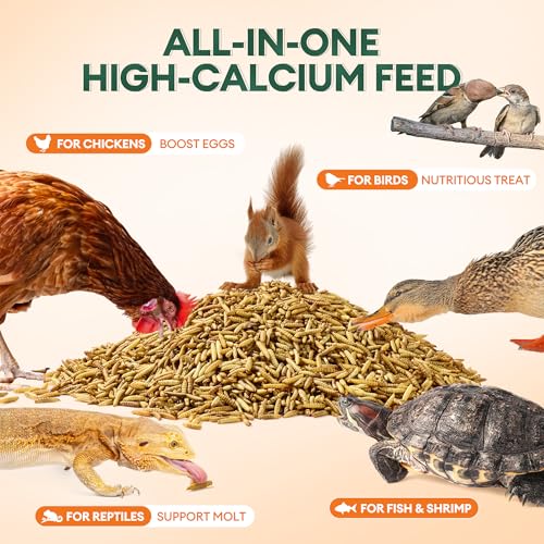 5LB Dried Black Soldier Fly Larvae – High Calcium Treat for Chickens - Image 5