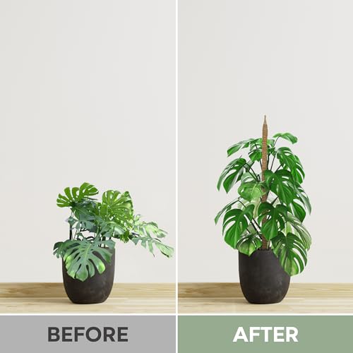 38% Off 2-Pack Bendable Moss Poles for Climbing Houseplants - Image 6