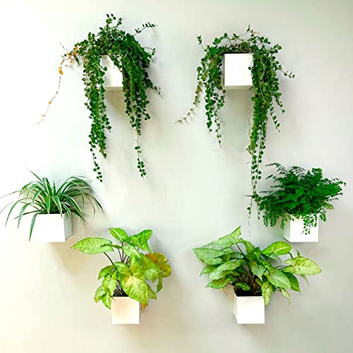 50% Off LaLaGreen 6-Pack Wall Planters for Indoor & Outdoor