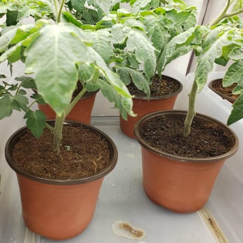 50% Off 100-Pack 6 Inch Plastic Nursery Pots for Seed Starting - Image 8