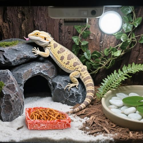 50% Off! Frcctre 4-Pack Reptile Food Dish & Tongs Set - Image 8
