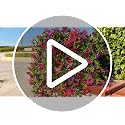 50% Off Senjie Artificial Hanging Flowers for Spring Decor - Image 8